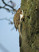 Eurasian Treecreeper