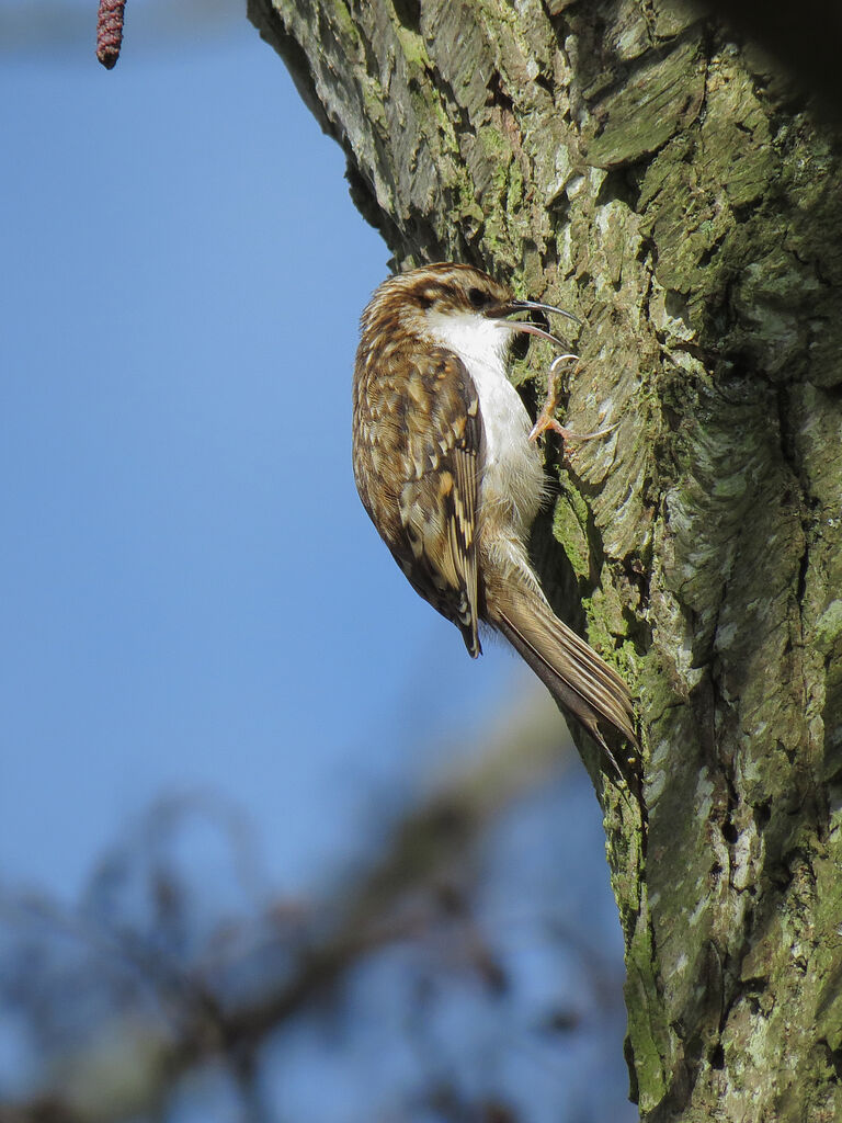 Eurasian Treecreeper