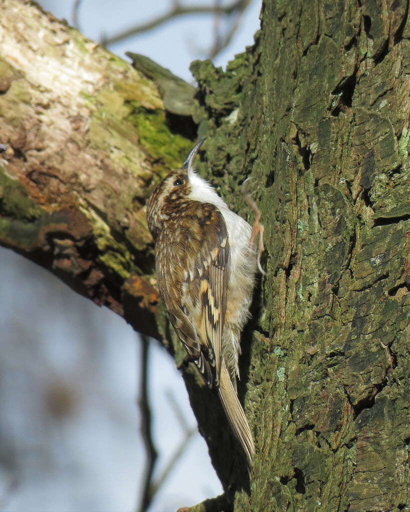 Grimpereau des bois