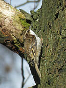 Eurasian Treecreeper