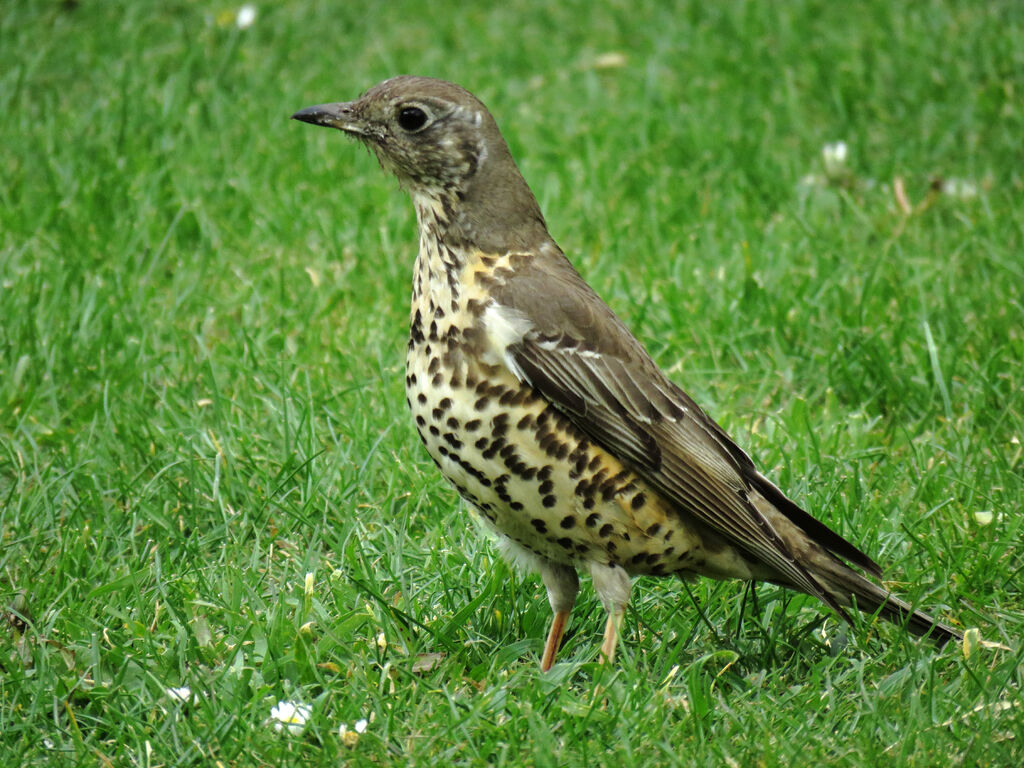 Mistle Thrush