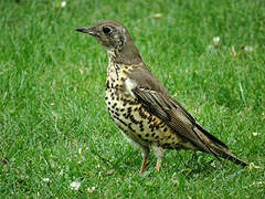 Mistle Thrush