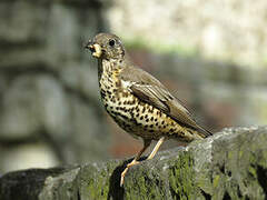 Mistle Thrush