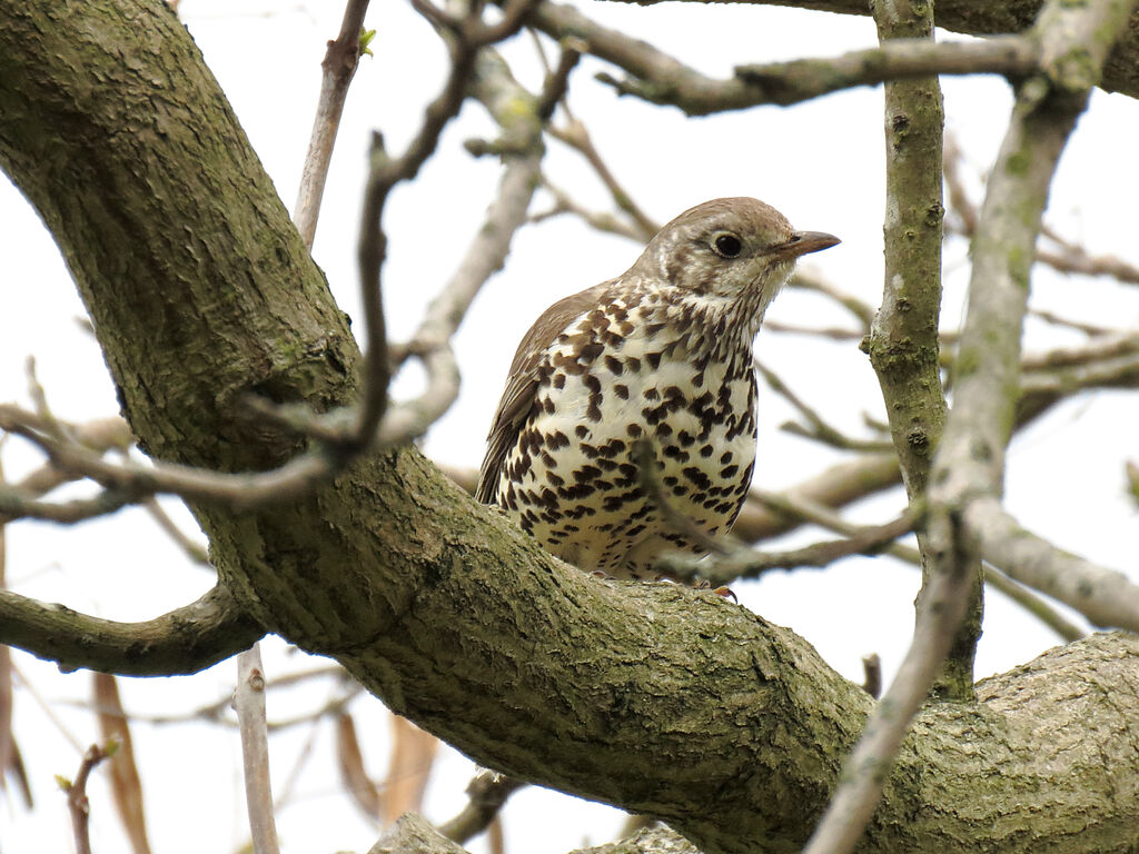 Mistle Thrush