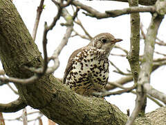 Mistle Thrush