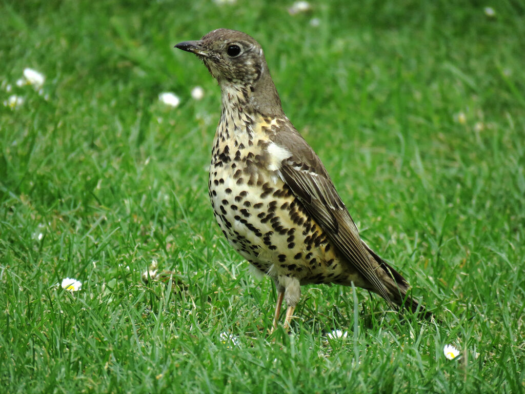 Mistle Thrush