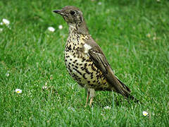 Mistle Thrush