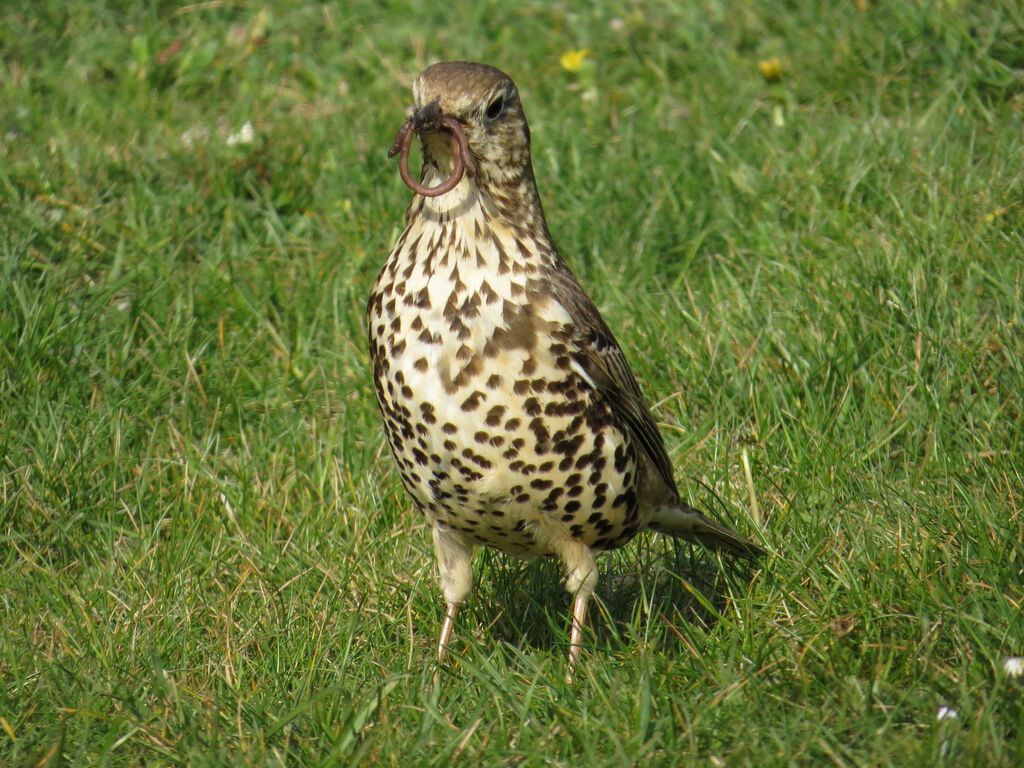 Mistle Thrush