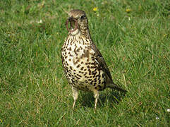 Mistle Thrush