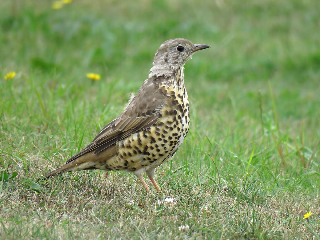 Mistle Thrush