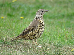 Mistle Thrush