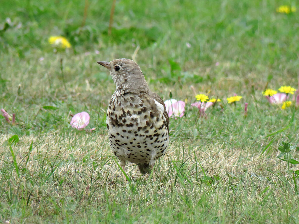 Mistle Thrush