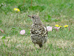 Mistle Thrush