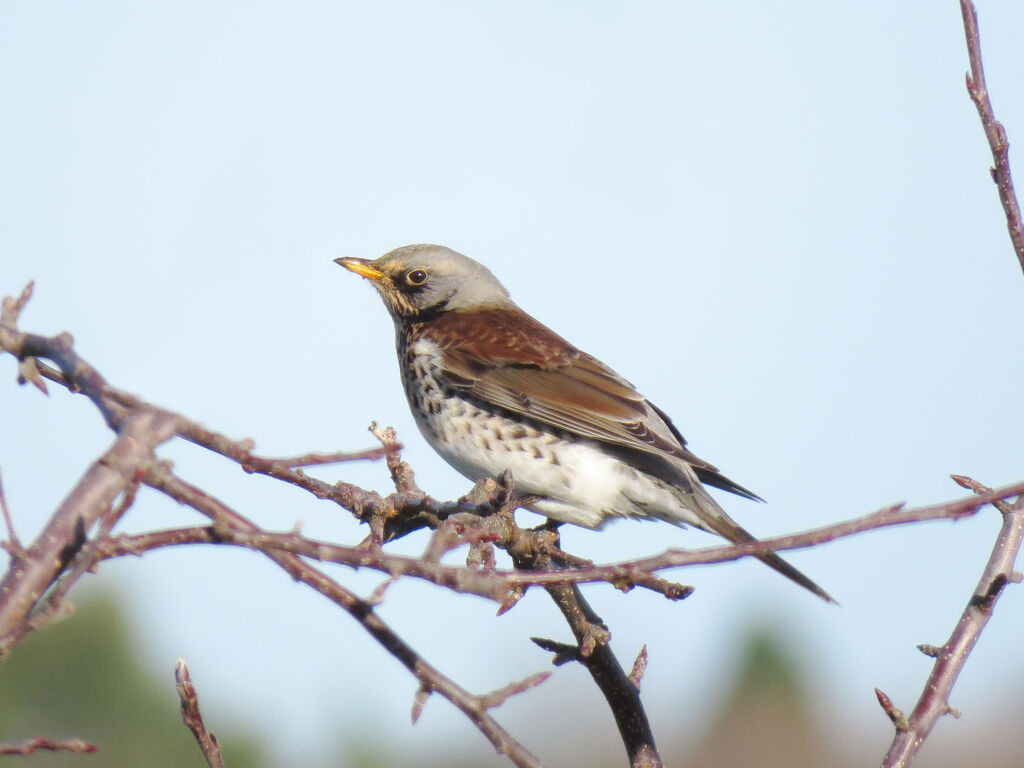 Fieldfare