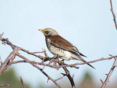 Fieldfare