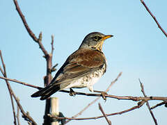 Fieldfare