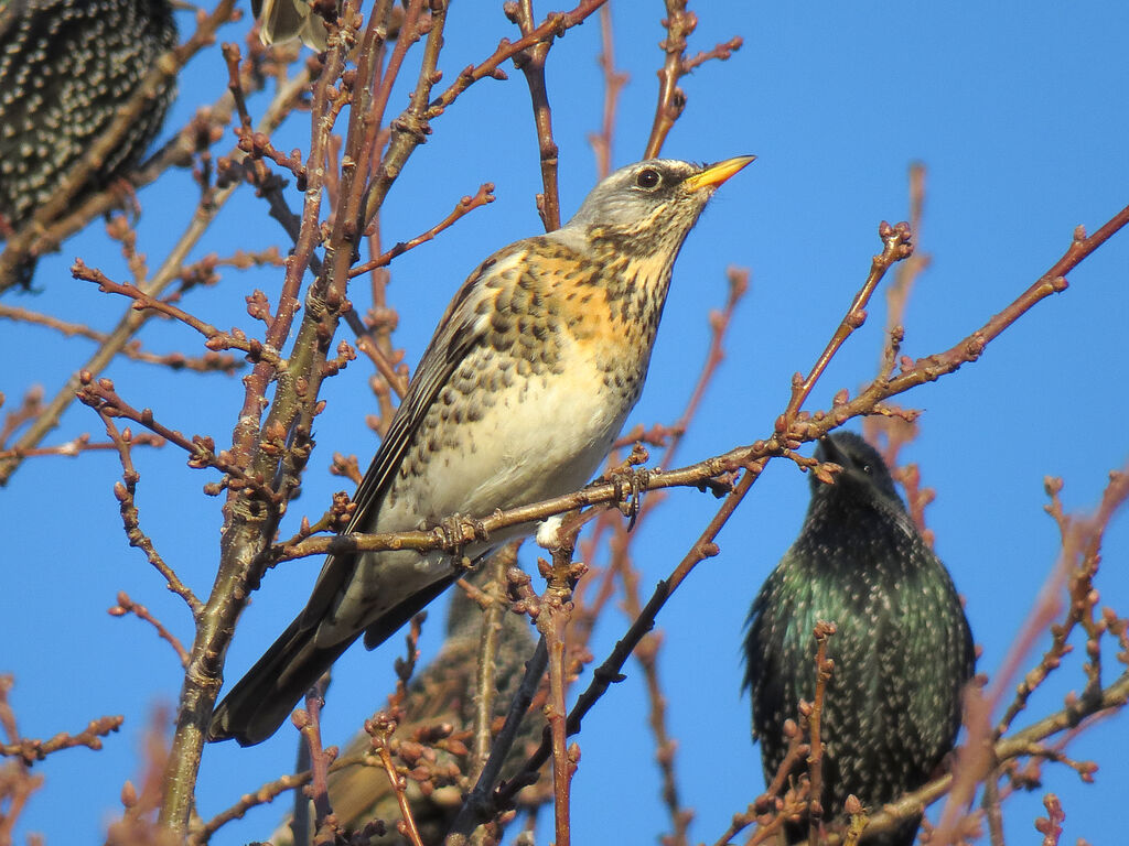 Fieldfare