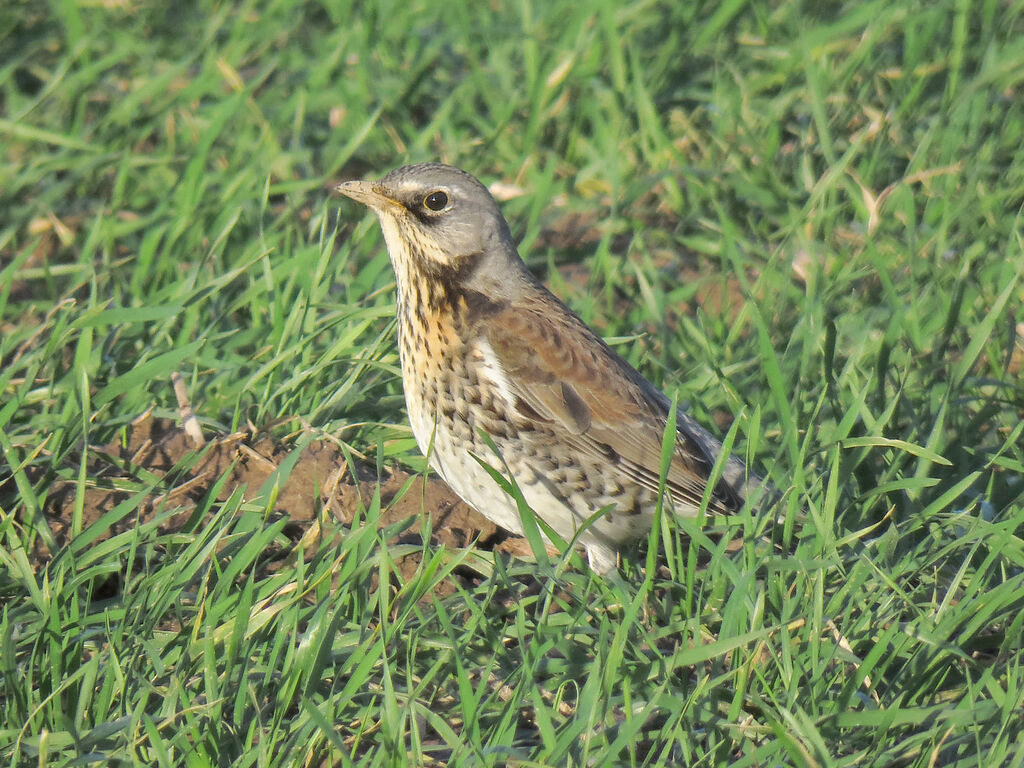 Fieldfare