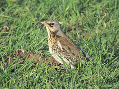 Fieldfare