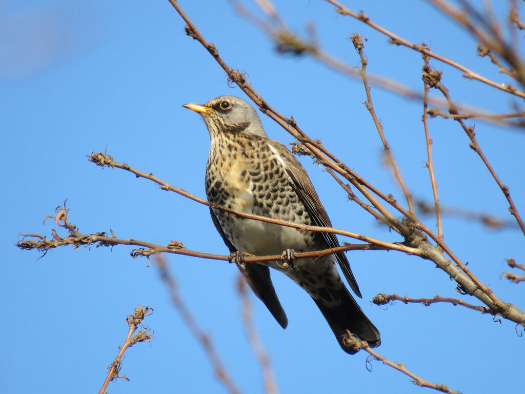 Fieldfare