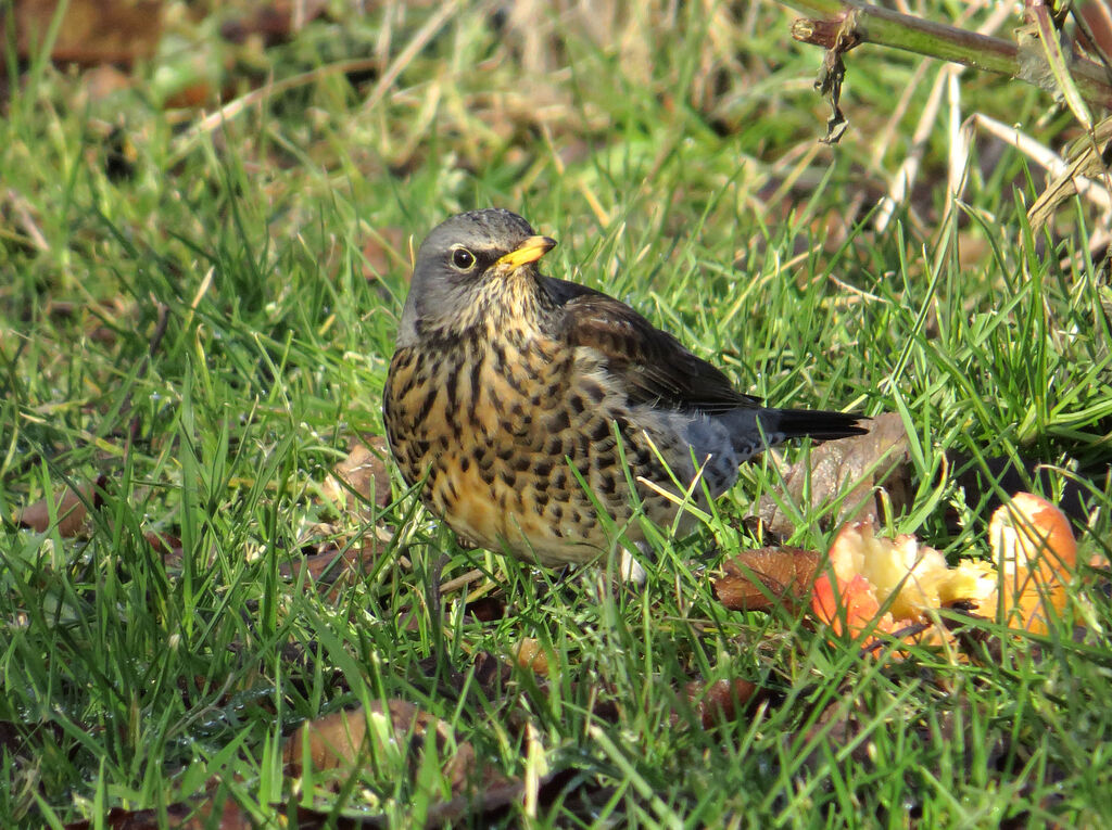 Fieldfare