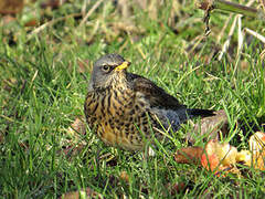 Fieldfare