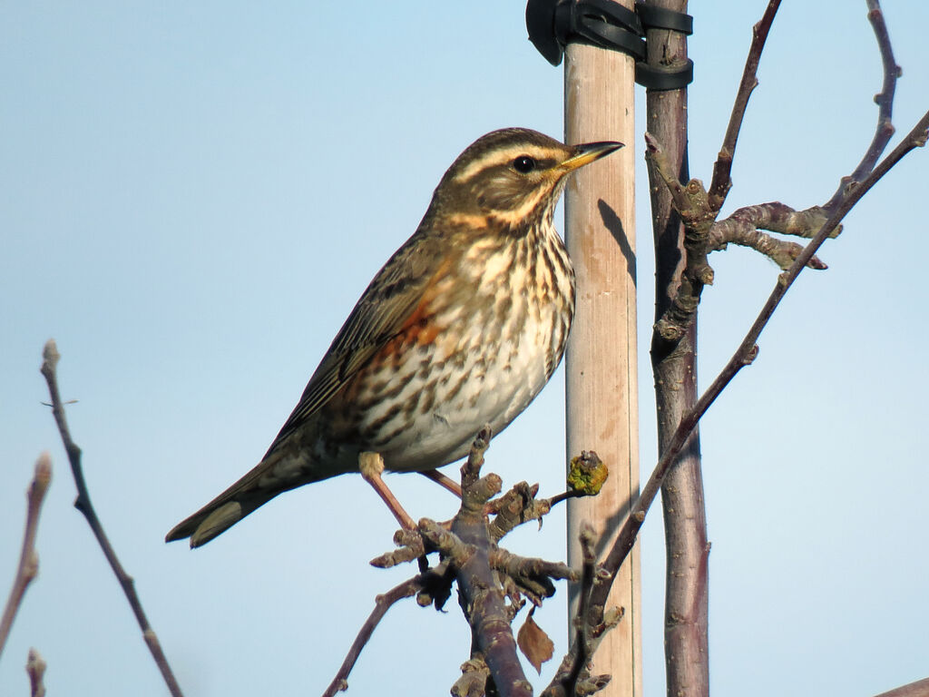 Redwing