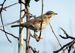 Redwing