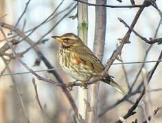 Redwing