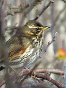 Redwing