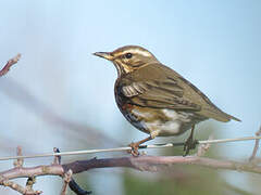 Redwing