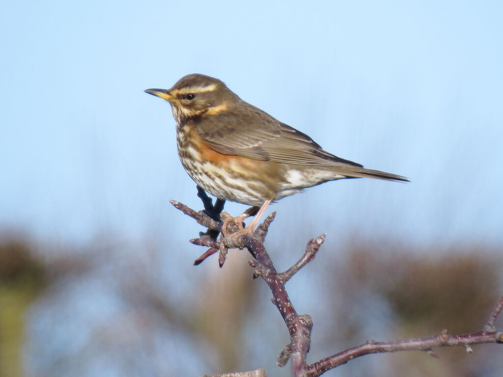 Redwing