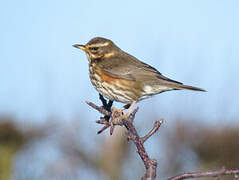 Redwing