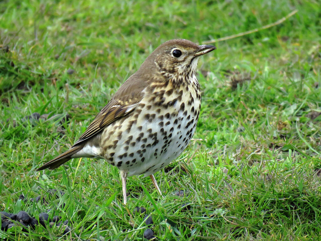 Song Thrush