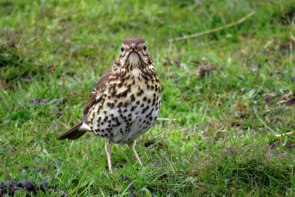 Song Thrush