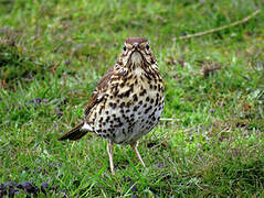 Song Thrush