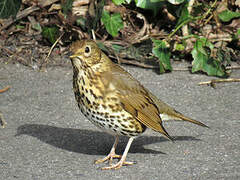 Song Thrush