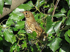 Song Thrush