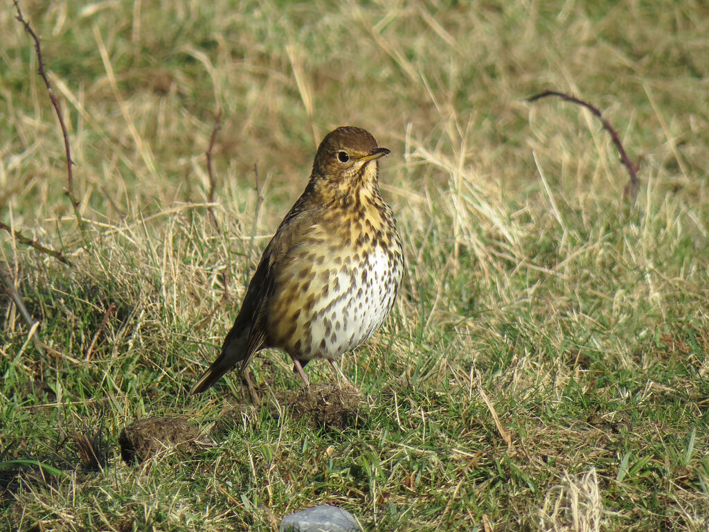 Song Thrush