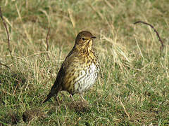 Song Thrush