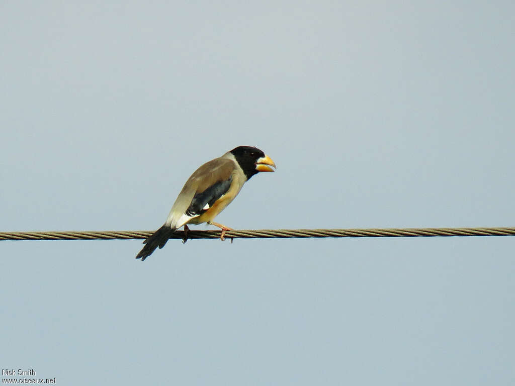 Gros-bec migrateur mâle adulte, identification