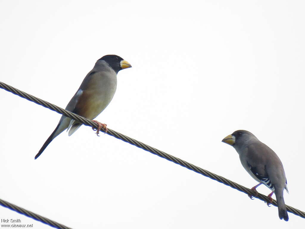 Gros-bec migrateur mâle adulte, identification