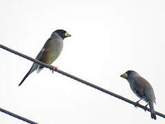 Chinese Grosbeak