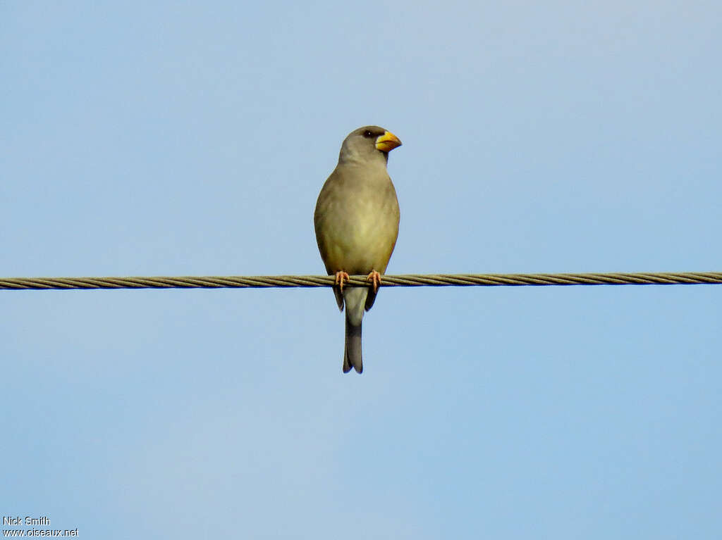 Gros-bec migrateur femelle adulte, identification