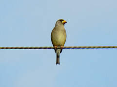 Chinese Grosbeak