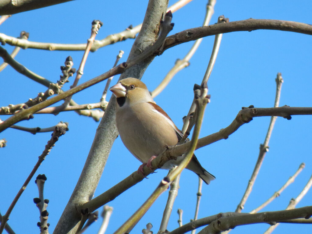 Hawfinch