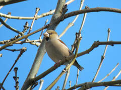 Hawfinch