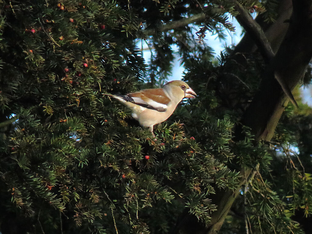 Hawfinch