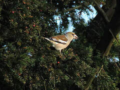 Hawfinch