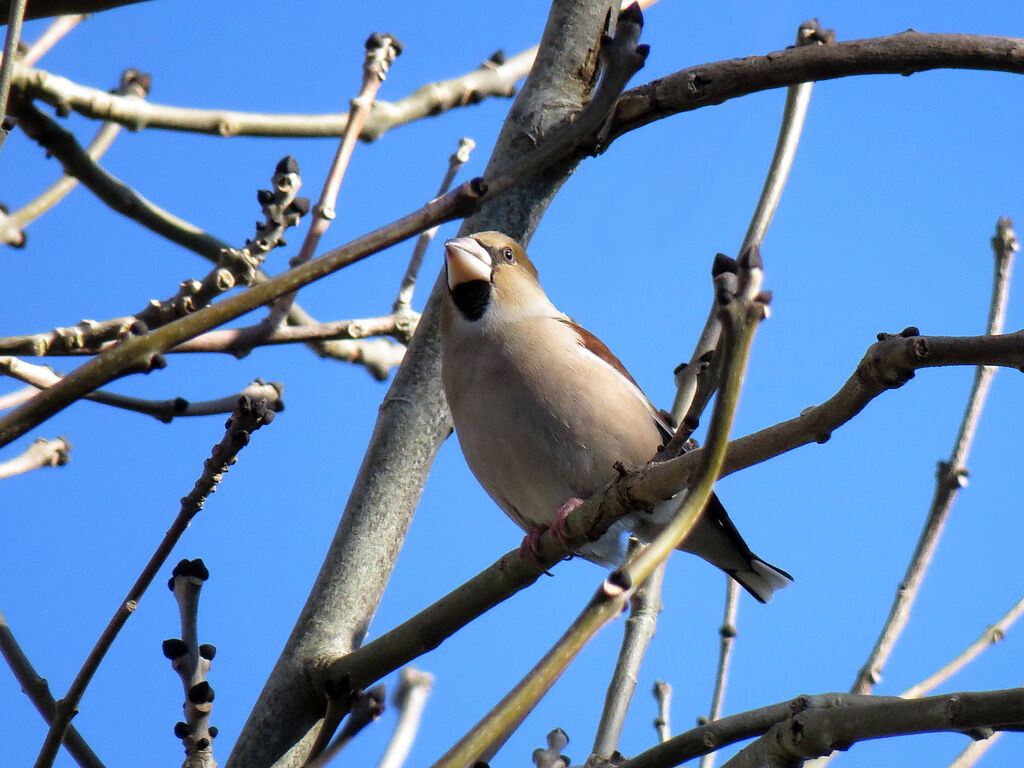 Hawfinch